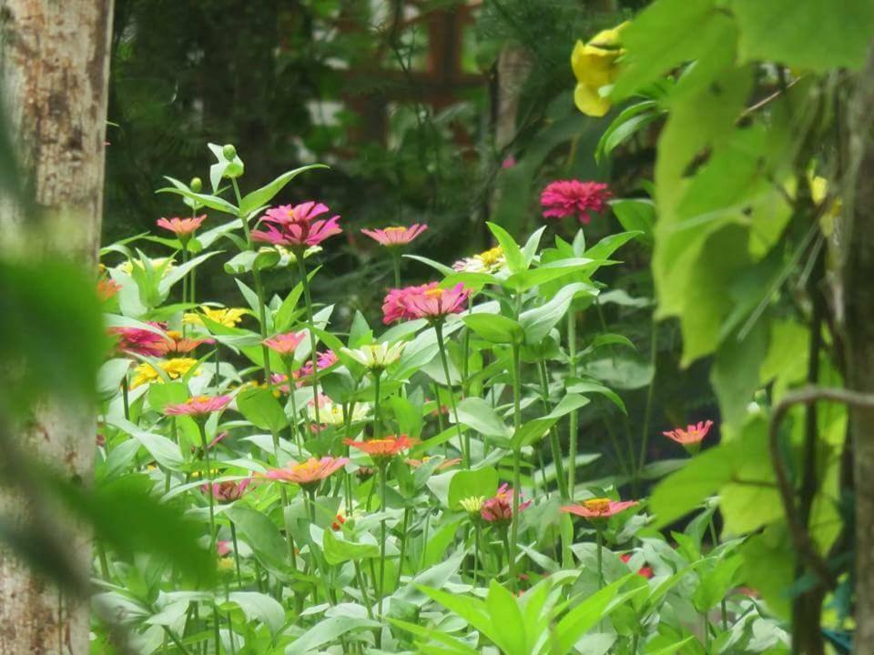 Bach Cuc Homestay Лонг Хай Екстериор снимка